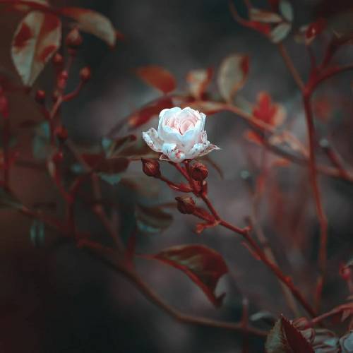  تو فرق دری وگرده عشق فرق دری هزار خاطر خواه